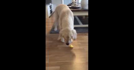黃金獵犬吃檸檬
