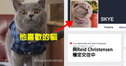 貓咪臉書看到喜歡的貓咪已在交往中
